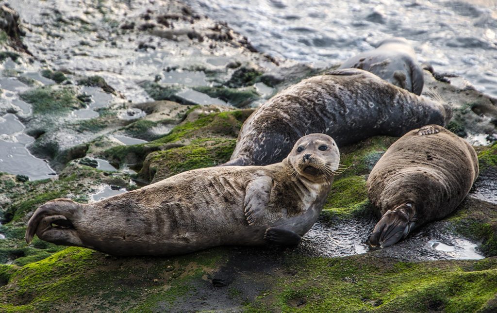 San Diego a la redonda; contrastes del sur de California - focas