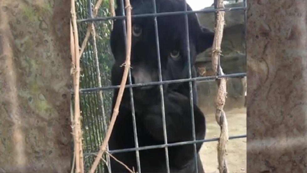 Mujer atacada por jaguar asegura que “aprendió la lección”