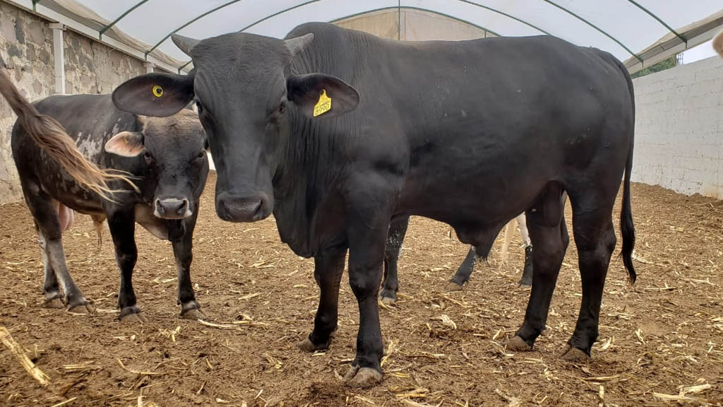 Exportación de carne podría aumentar 15 por ciento en 2019: IP