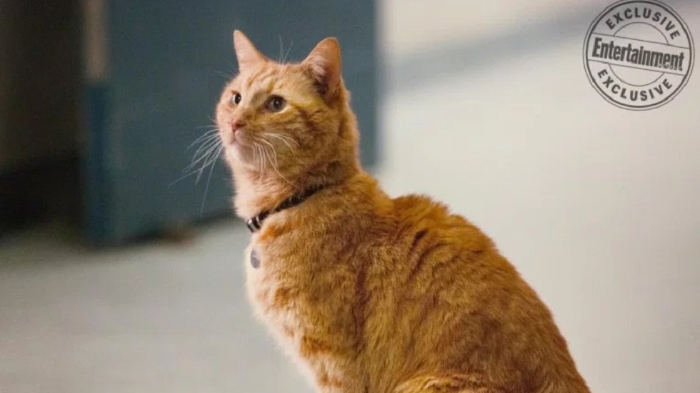 Lanzan nuevas imágenes de Capitana Marvel - gato-goose