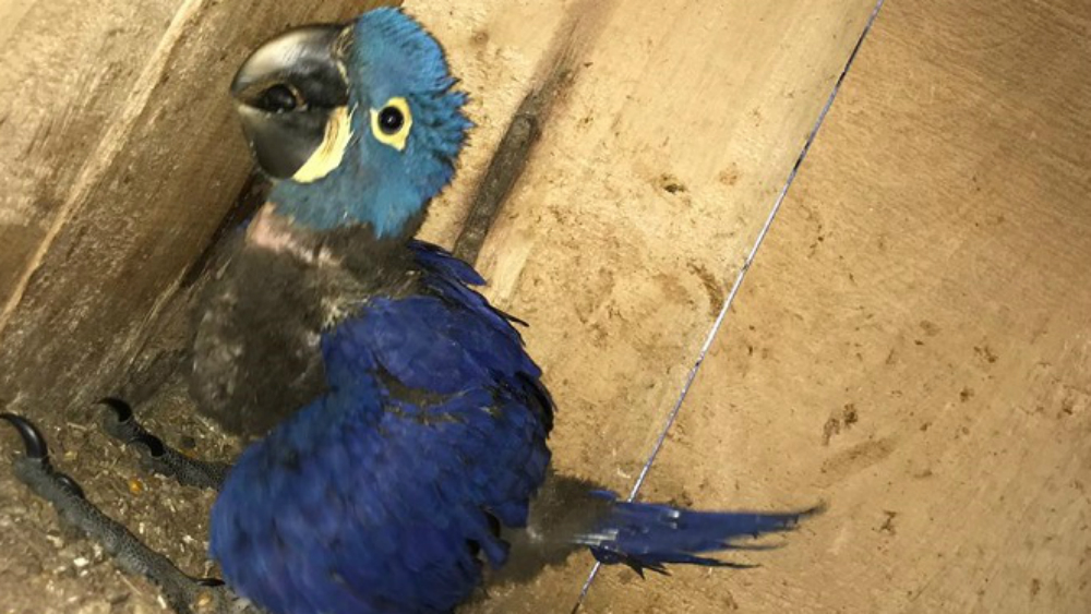 Nace un ejemplar de guacamayo azul, especie en extinción