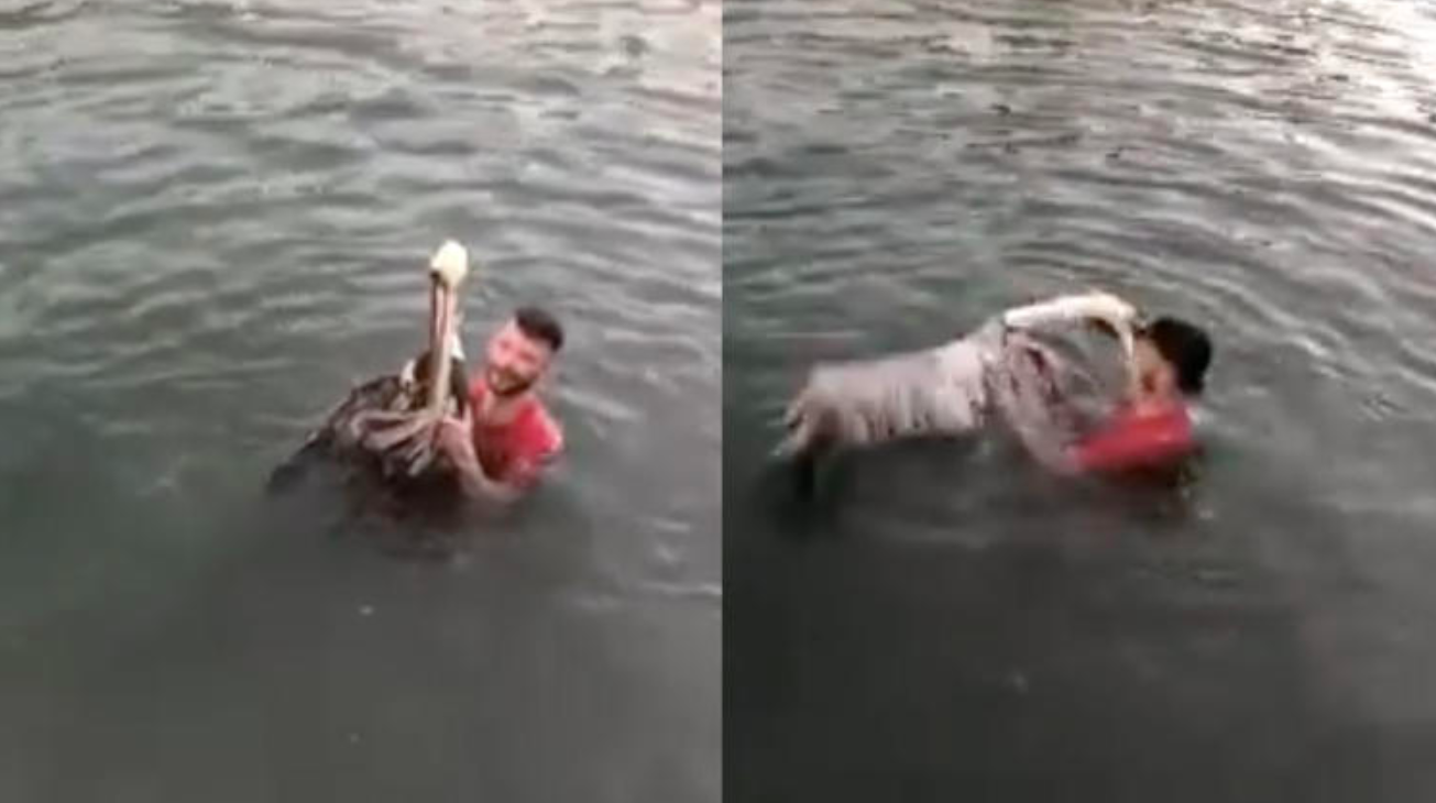 #Video Hombre ataca a especie de pelícano protegido en Florida