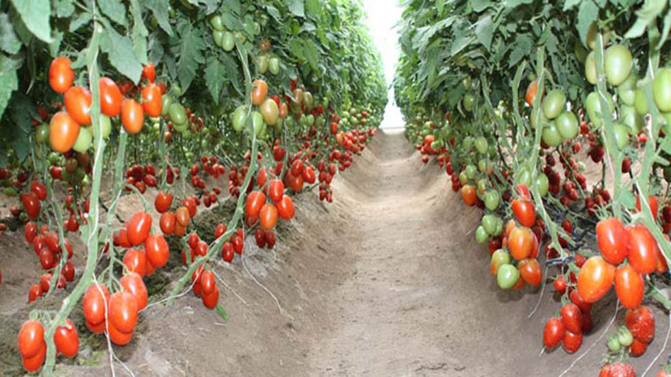 Gobierno de México apoya a productores de tomate ante negociaciones