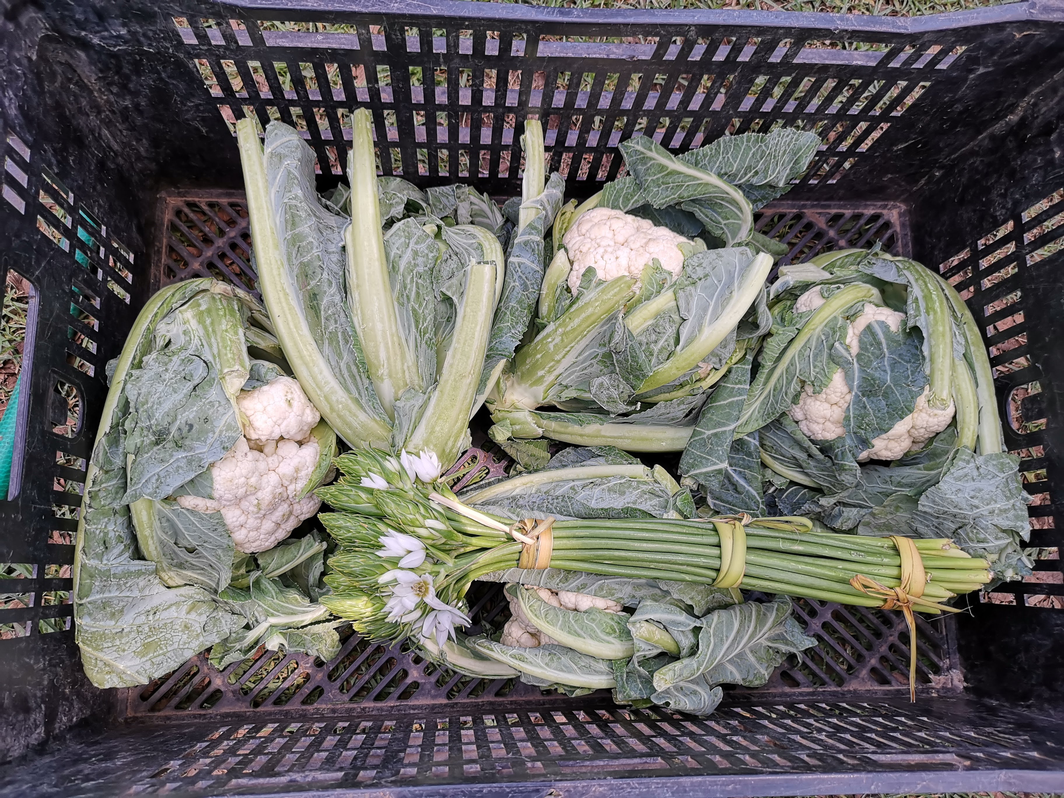 Piden darle una oportunidad de los alimentos orgánicos - img-20190322-133314