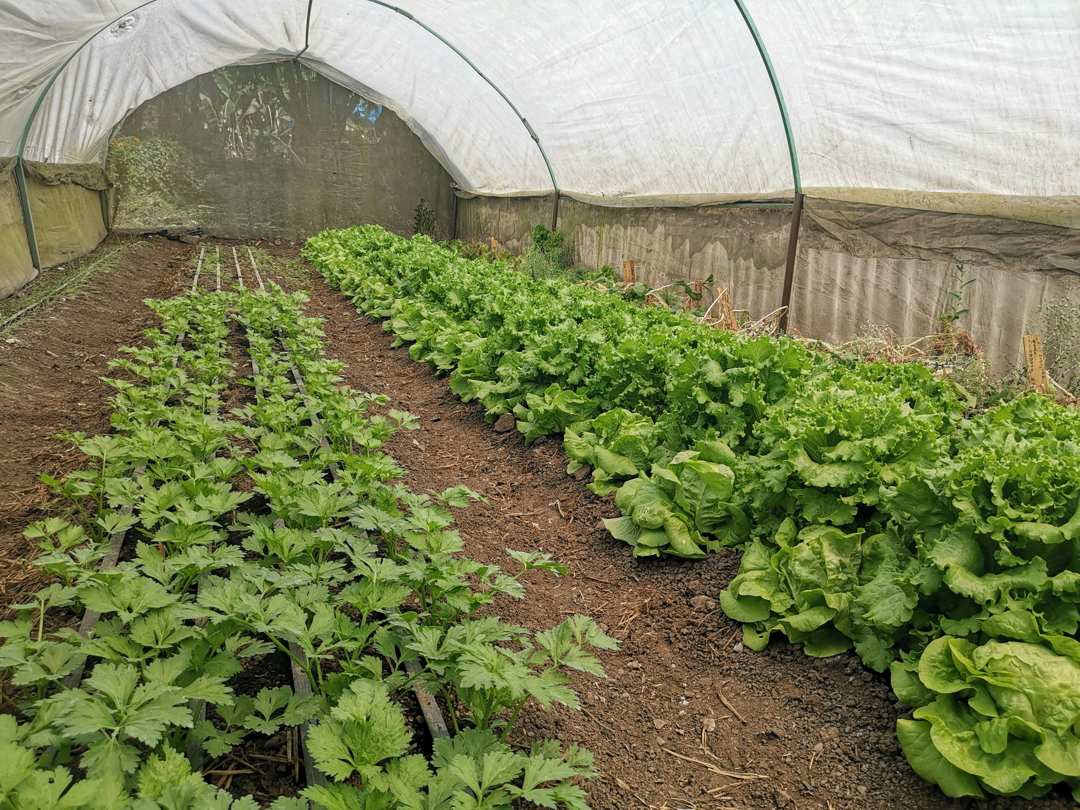 Piden darle una oportunidad de los alimentos orgánicos