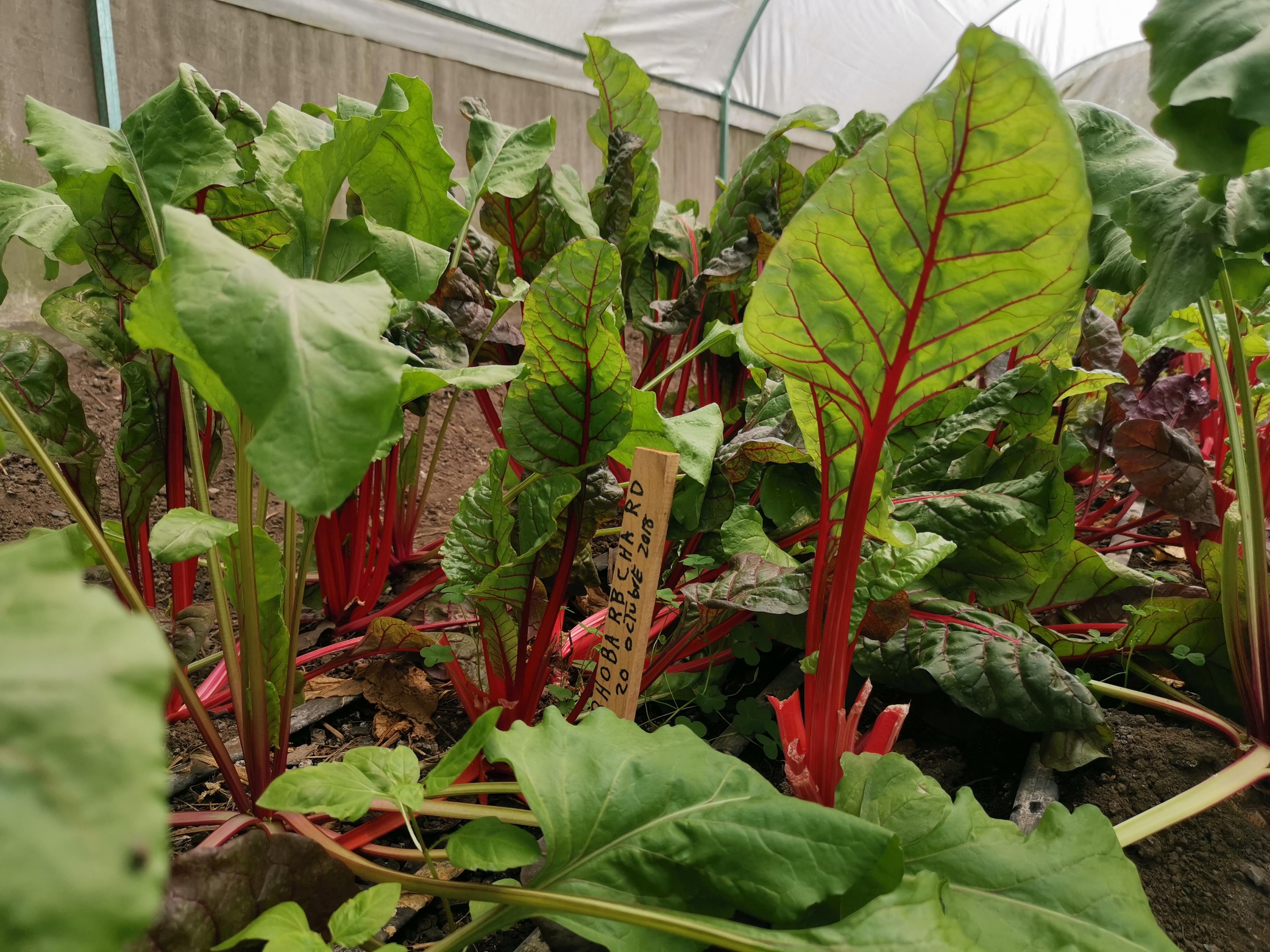 Piden darle una oportunidad de los alimentos orgánicos - img-20190322-140254-1