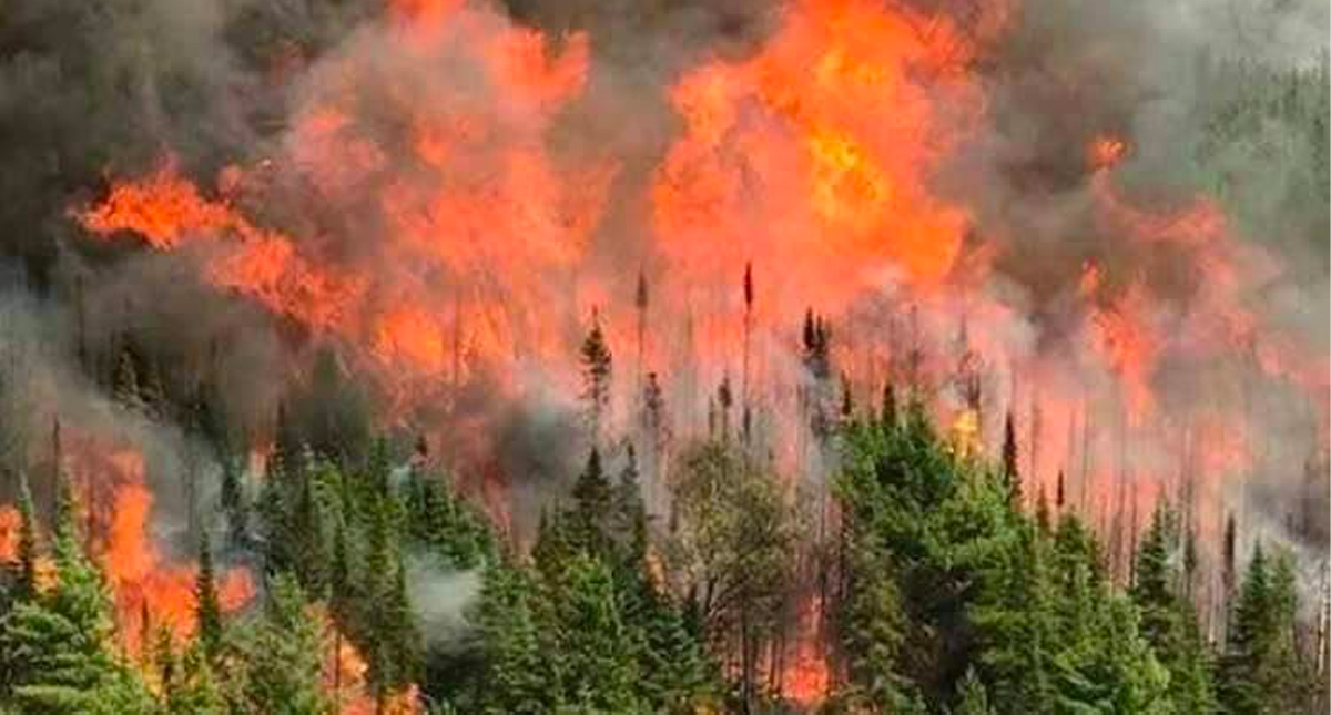 Van 500 hectáreas de bosque afectadas por incendio en Veracruz - incendio-ver-2