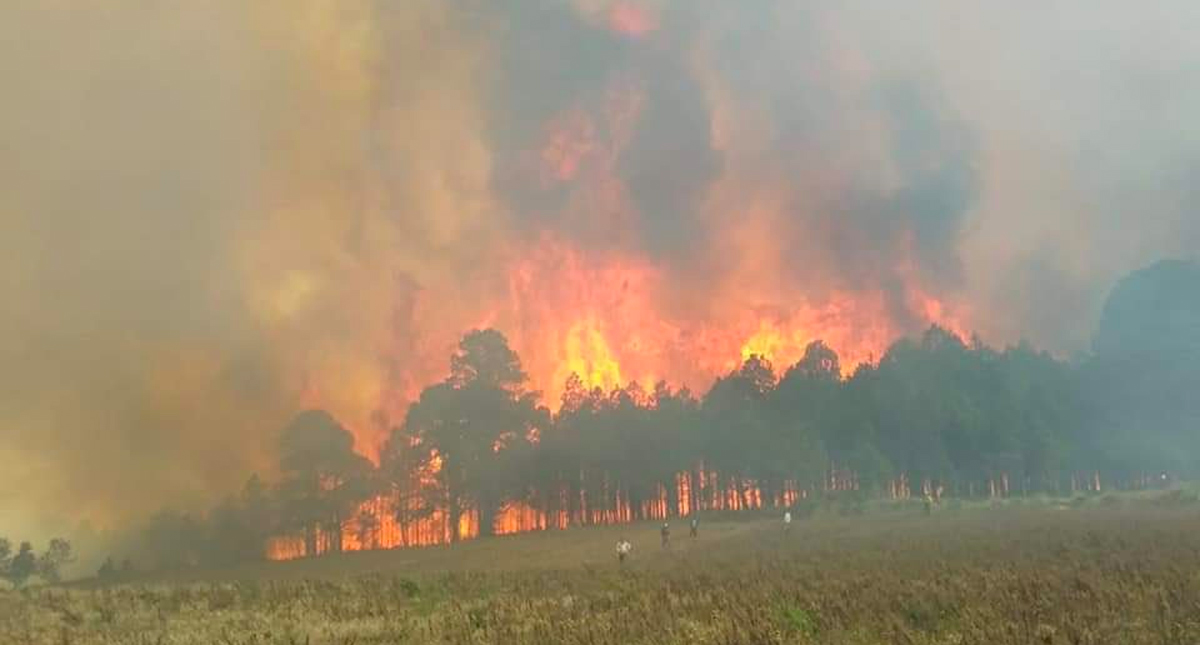 Van 500 hectáreas de bosque afectadas por incendio en Veracruz