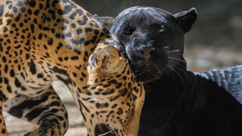 Jaguar ataca a mujer que intentaba tomarse selfie en zoológico - jaguares-zoologico-arizona