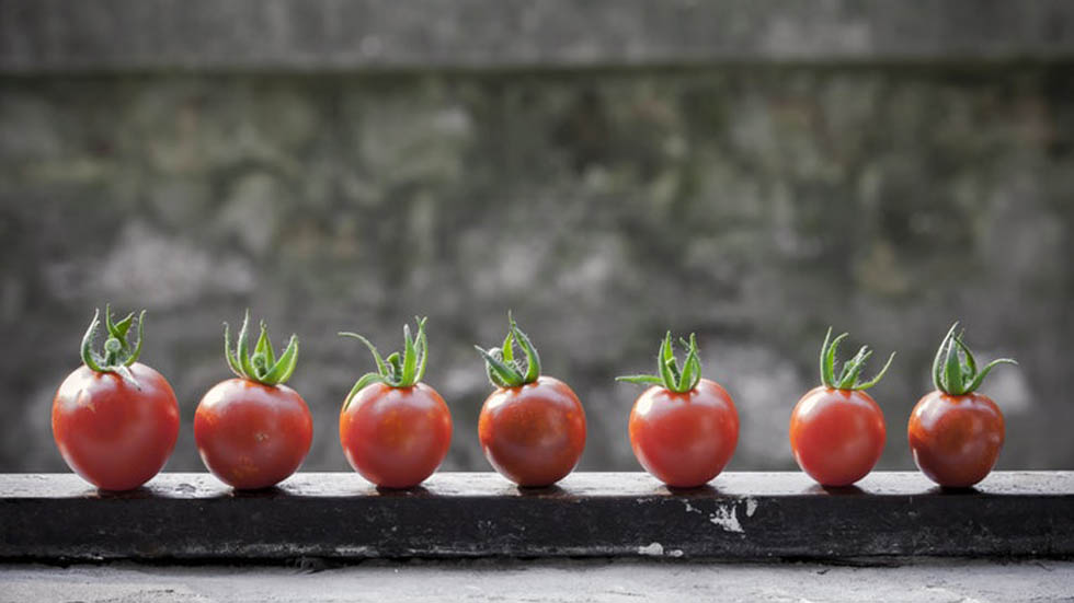 Peligran millones de empleos en México por pugna de jitomate en EE.UU. - jitomate