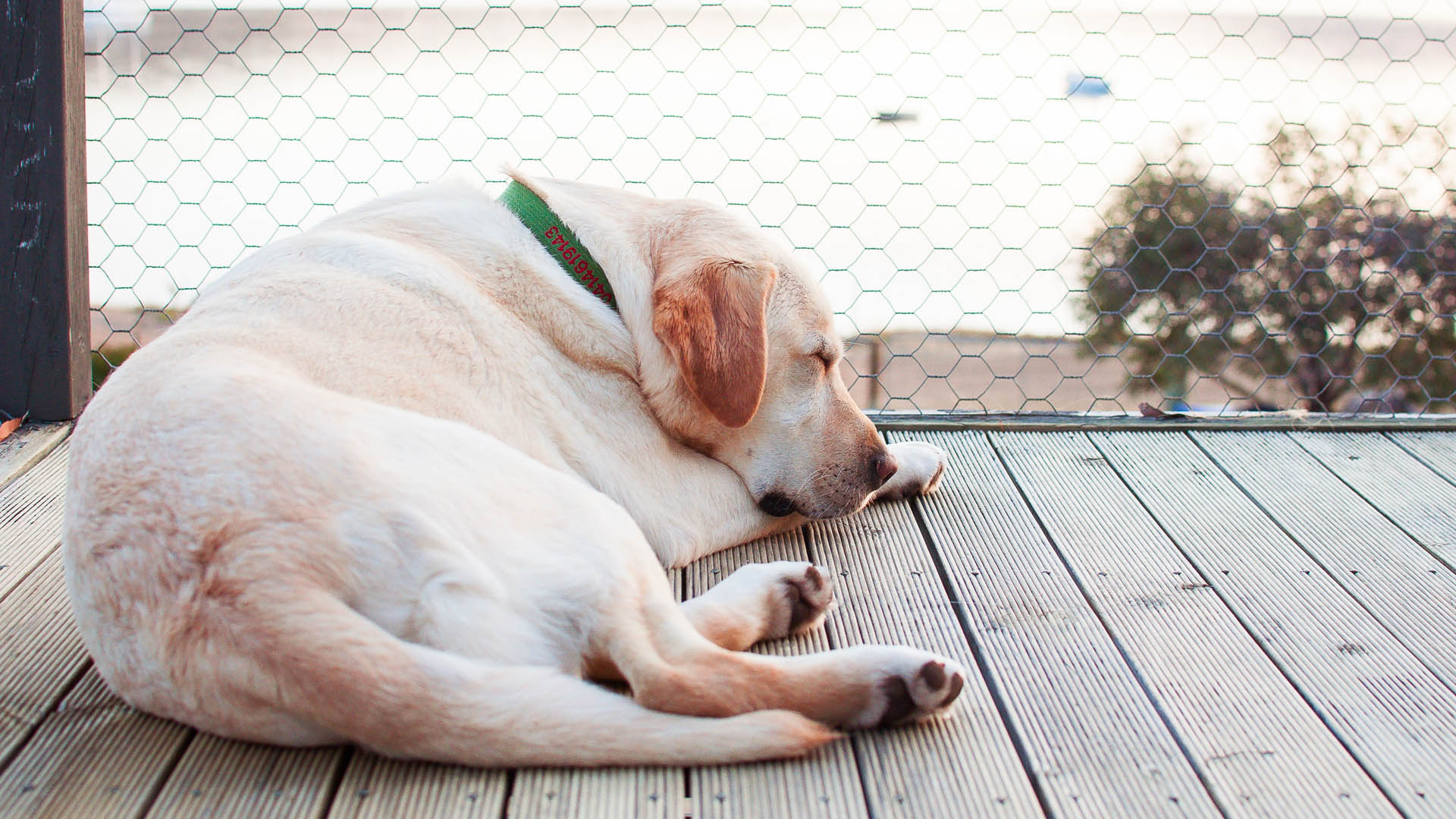 El labrador es el perro más popular de Estados Unidos