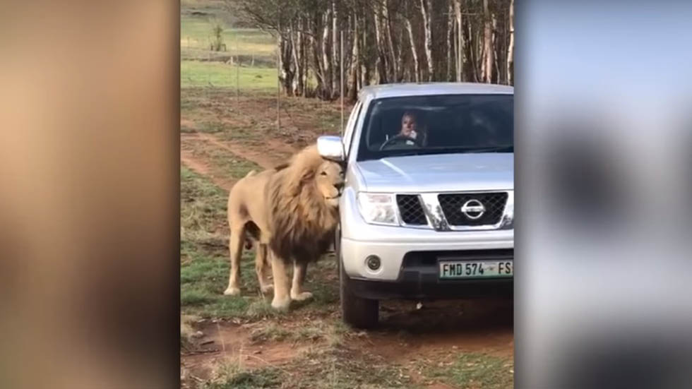 #Video León adora frotarse contra autos