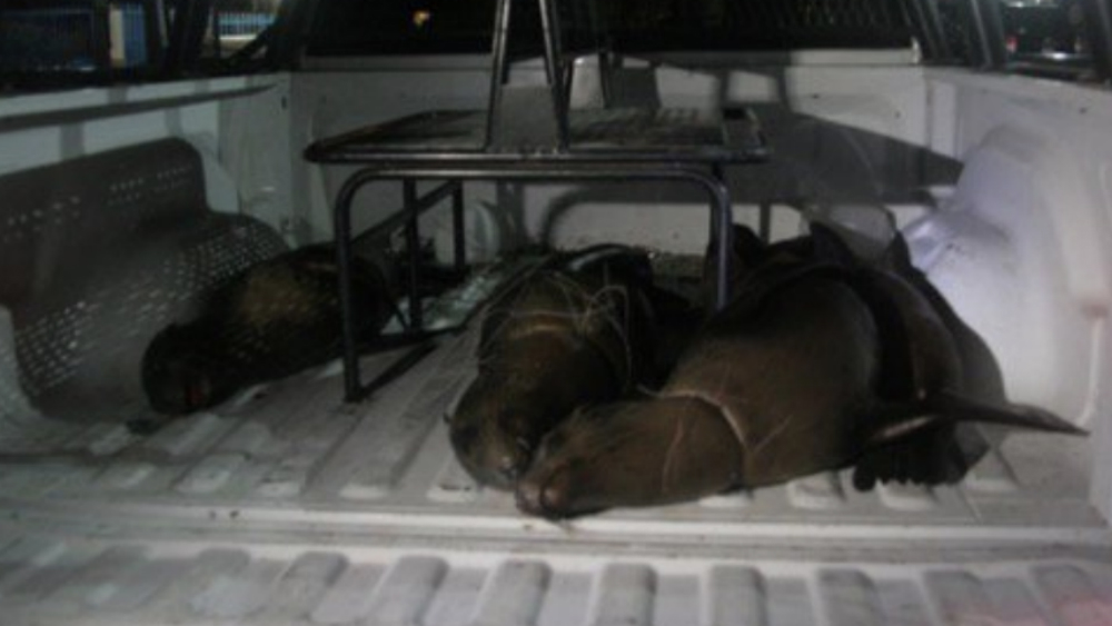 Profepa presenta denuncia penal por muerte de cuatro lobos marinos