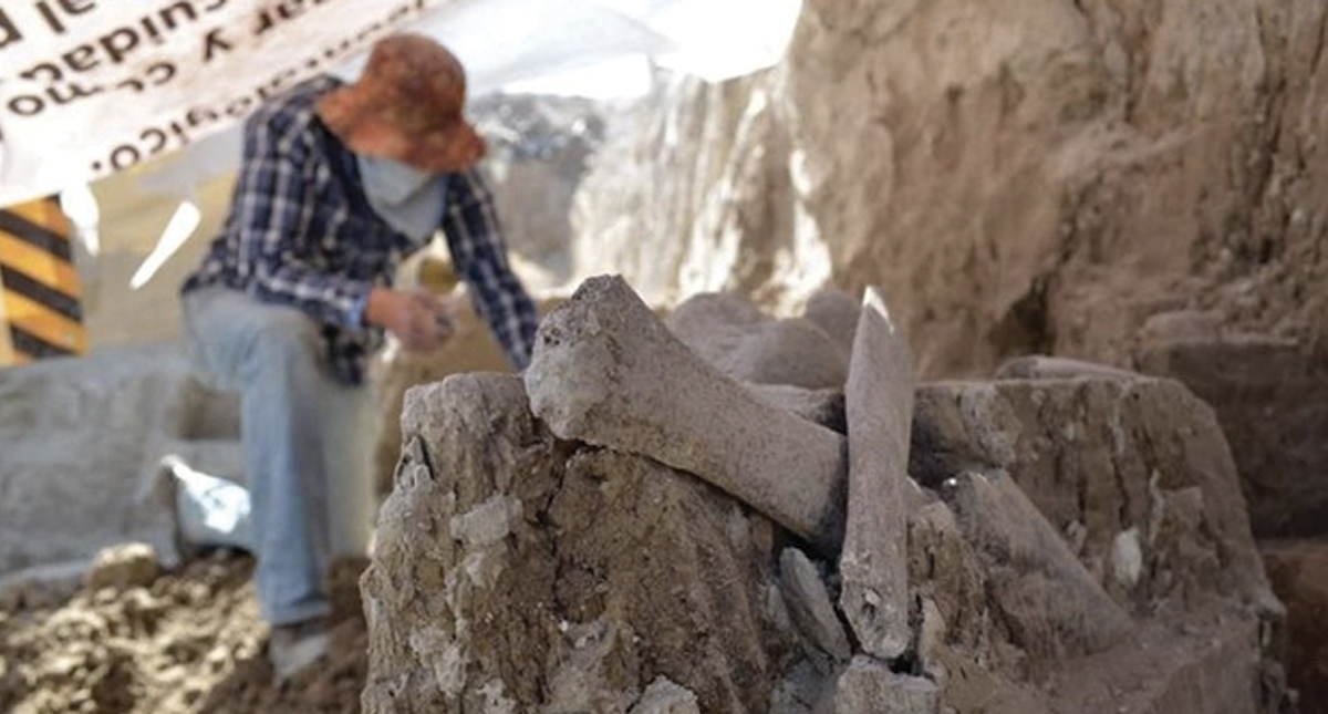 Descubren restos de mamuts en Tultepec - mamuts2