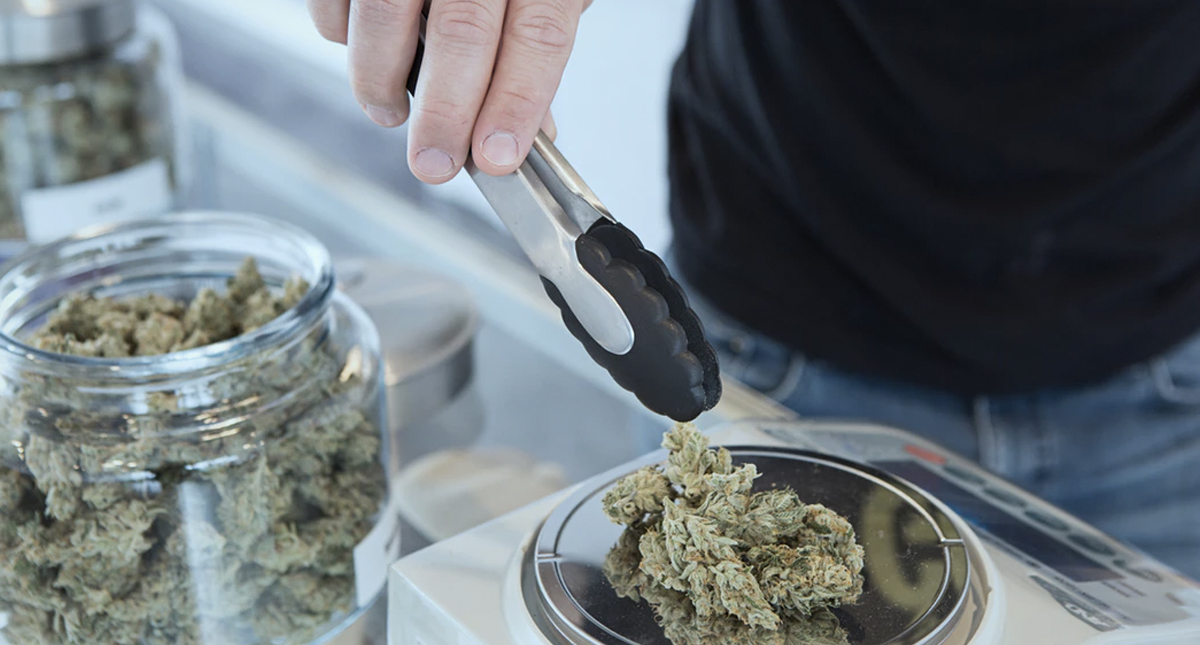 Universidades de EE.UU. incluyen estudios en mariguana Universidades de EE.UU. incluyen estudios en mariguana