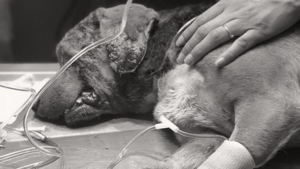 Muere Miky, el perro al que le sacaron los ojos en Puebla