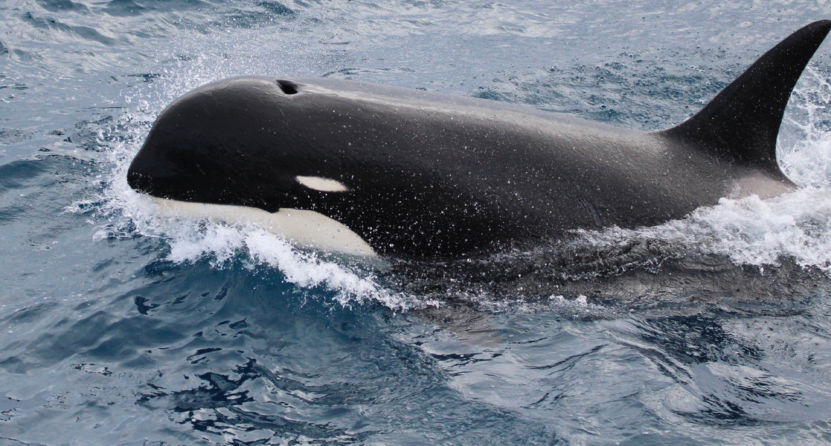 Científicos encuentran una nueva especie de orcas