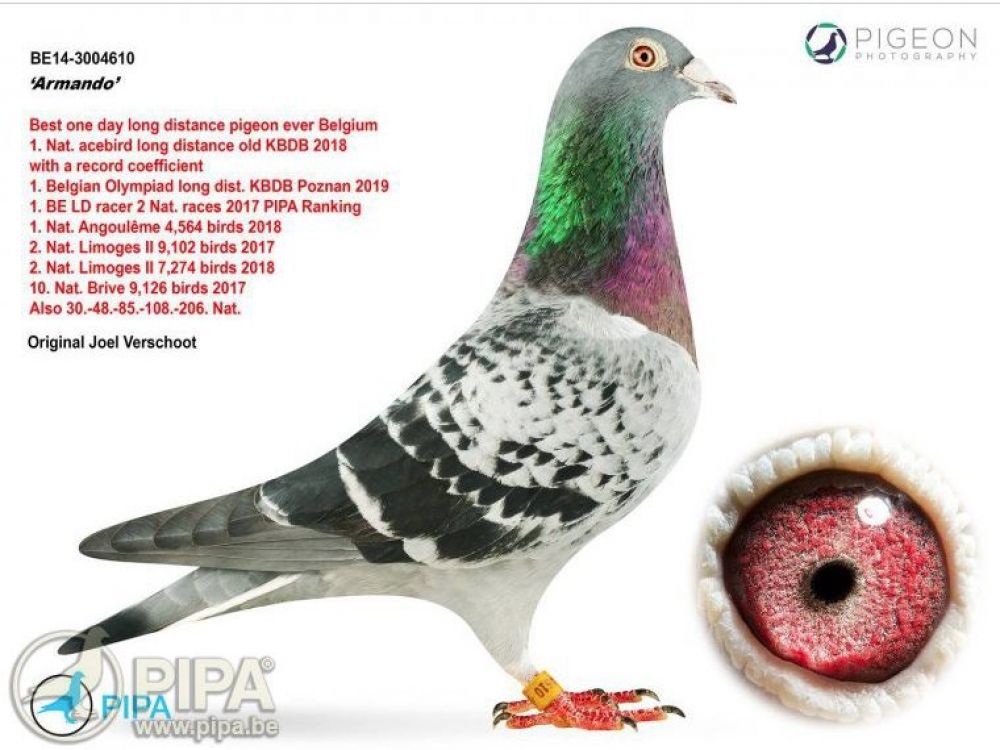 Subastan paloma mensajera por más de 1.4 millones de dólares - paloma-armando