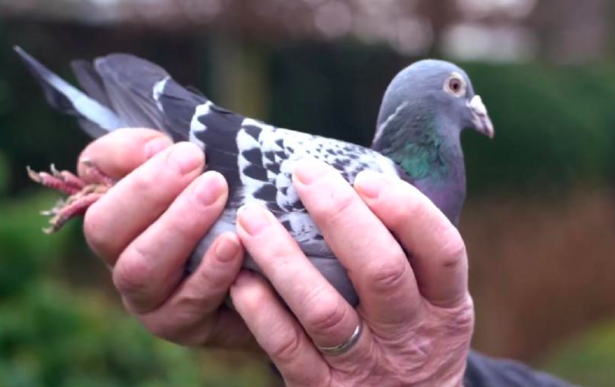 Subastan paloma mensajera por más de 1.4 millones de dólares