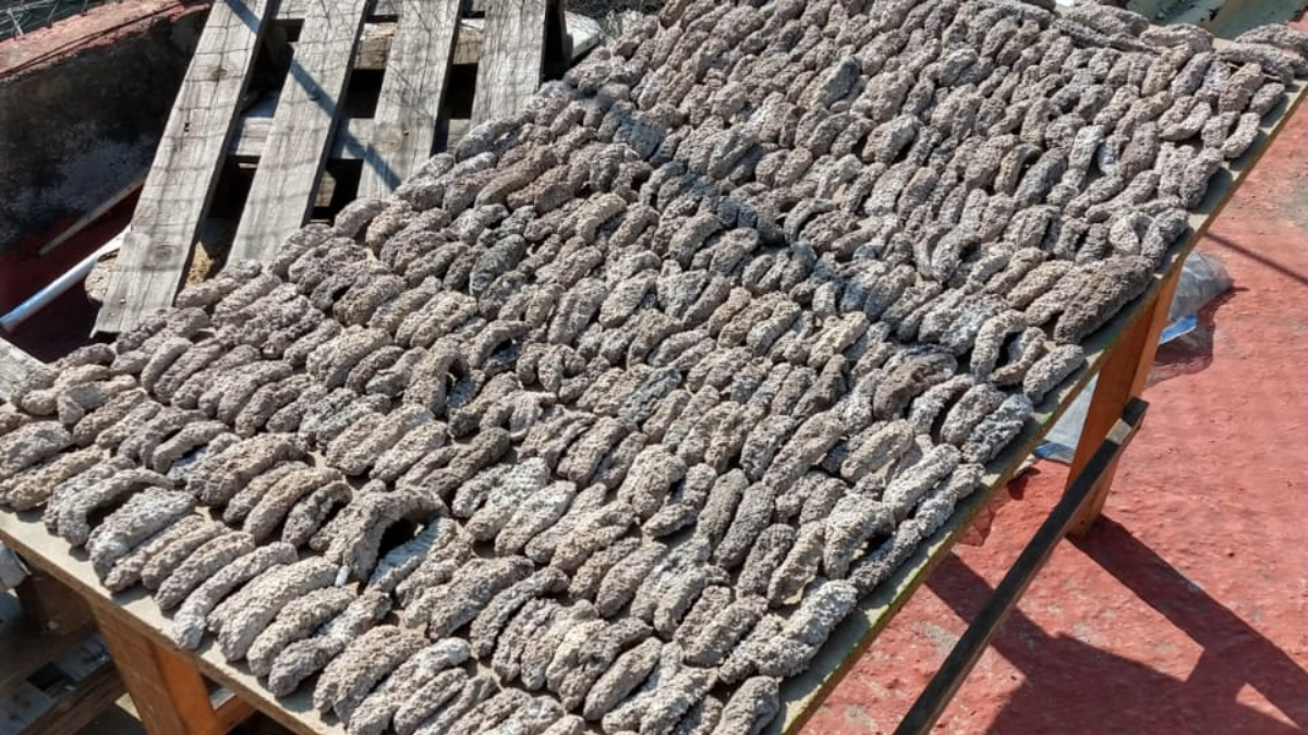 Aseguran mil 300 pepinos de mar en la Ciudad de México Aseguran mil 300 pepinos de mar en la Ciudad de México