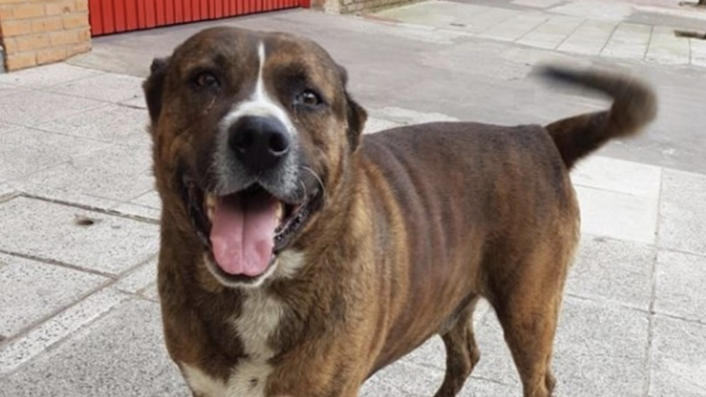 Paseadora de mascotas mata a perro callejero de cinco puñaladas Paseadora de mascotas mata a perro callejero de cinco puñaladas