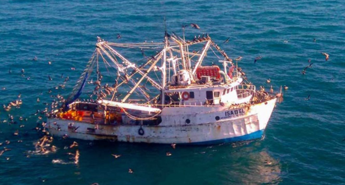 Pescadores regresarán al habitat de la vaquita marina