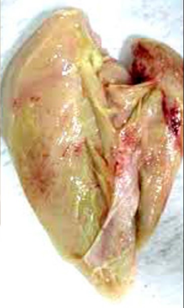 Alertan por pollo contaminado proveniente de EE.UU. - pollo-contaminado