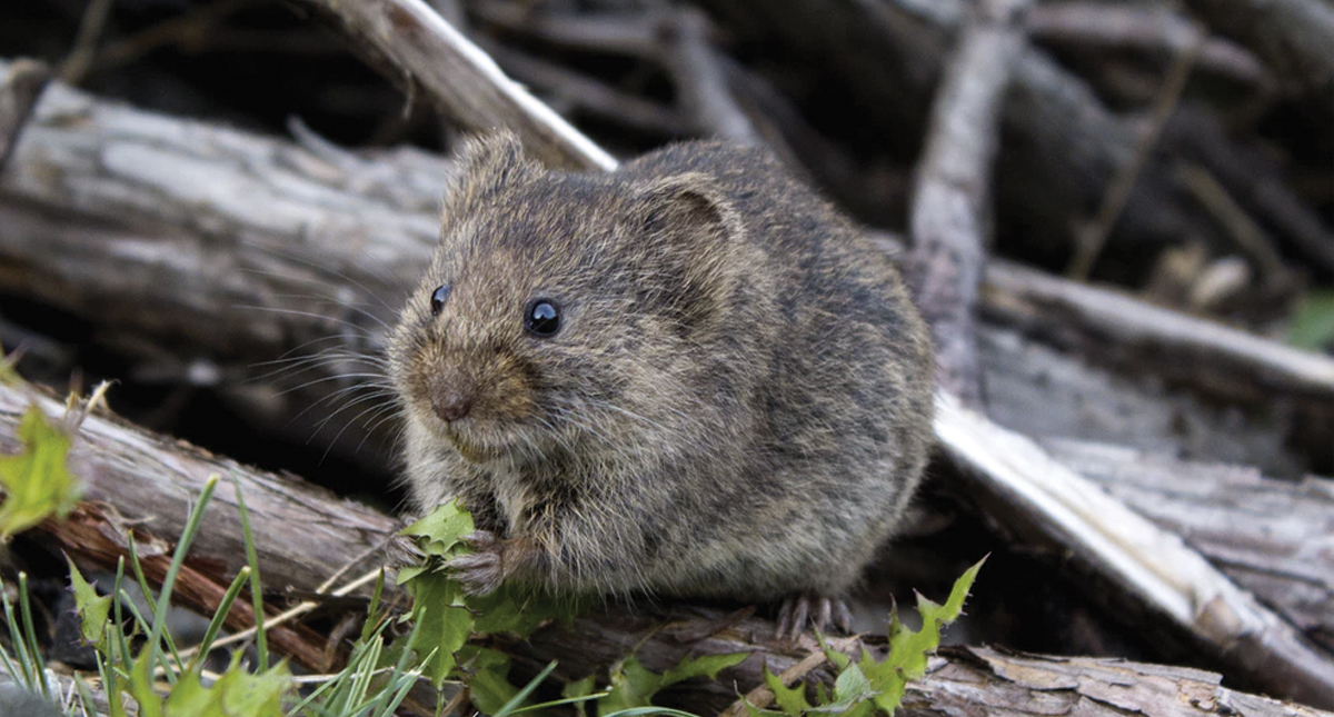 Ratones cantores ayudan a encontrar claves para tratar el autismo