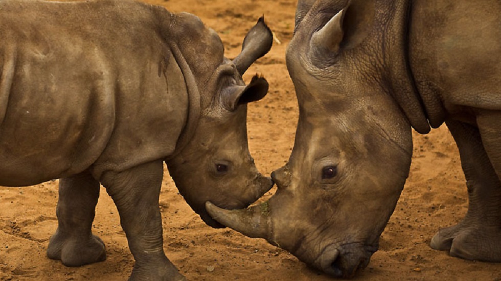 Acusan a WWF de financiar ‘violentas fuerzas paramilitares’