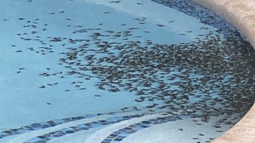 Plaga de sapos venenosos invade comunidad en Florida