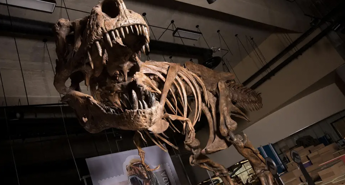 Descubren el Tiranosaurio Rex más grande de la historia