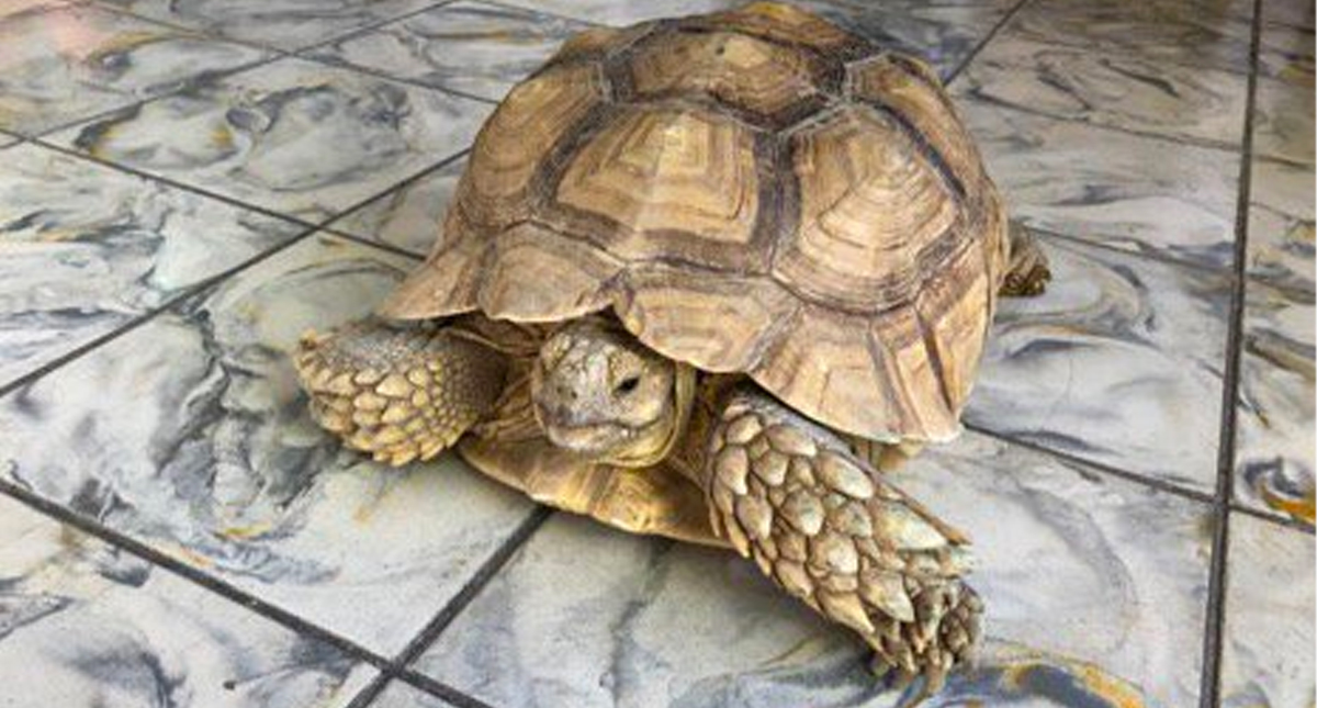 Aseguran tortugas en aeropuerto de La Paz con destino a CDMX