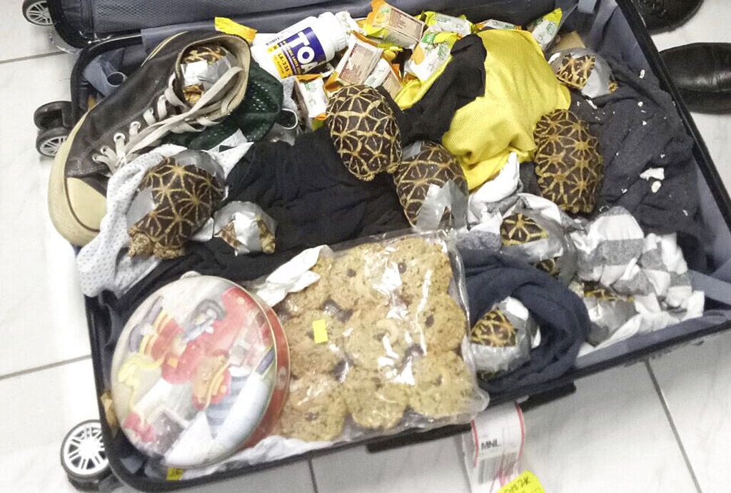 Decomisan a más de mil 500 tortugas exóticas en aeropuerto de Filipinas - tortugas-2