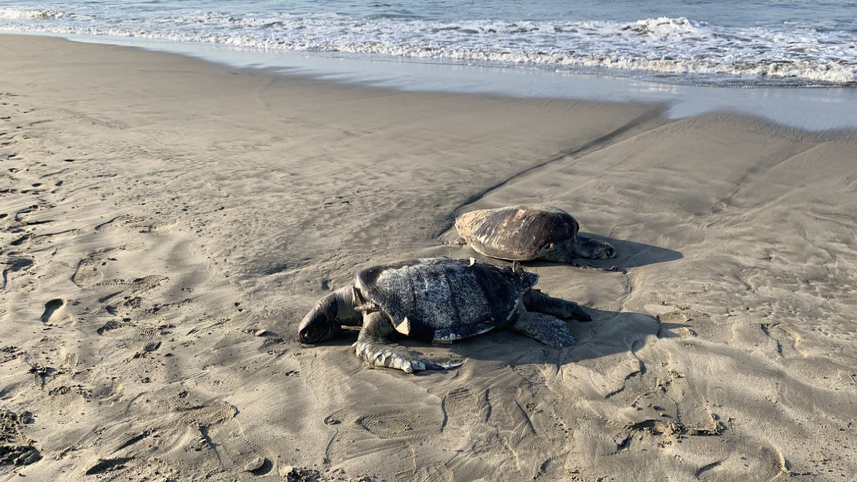Mueren 69 tortugas y un delfín en playas de Guerrero