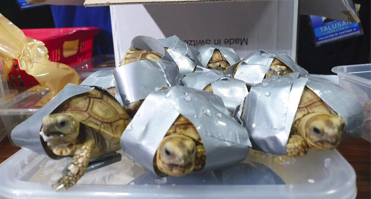 Decomisan a más de mil 500 tortugas exóticas en aeropuerto de Filipinas