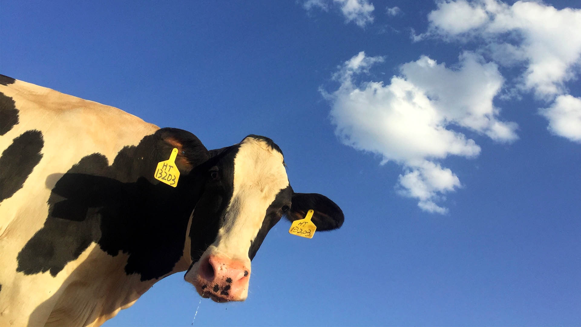 Irresponsable culpar a industria lechera por problema de agua en Coahuila: legislador