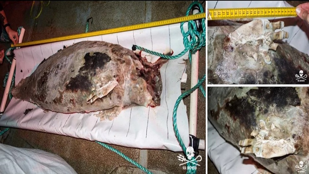 Hallan muerta a vaquita marina - vaquita-marina-muerta-1