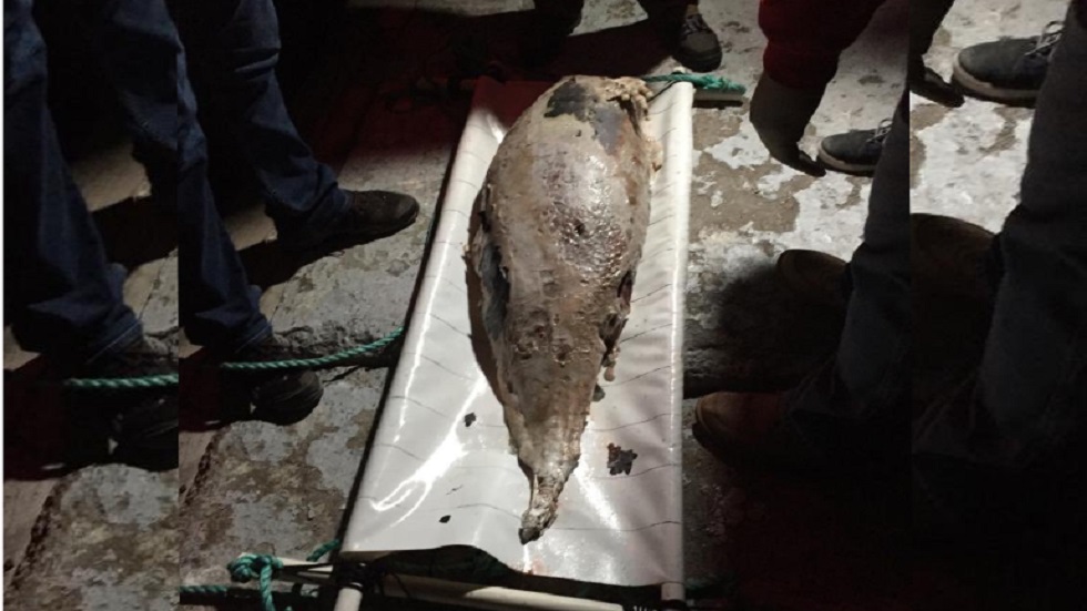 Hallan muerta a vaquita marina