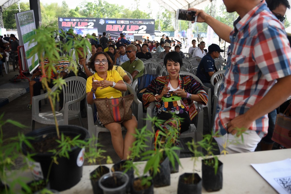 Realizan festival de mariguana en Tailandia tras legalización - 000-1fs7d3