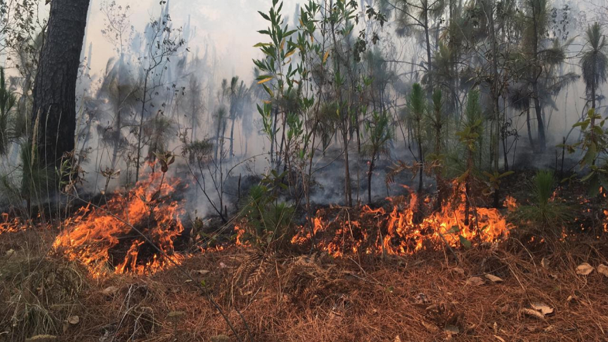 Hay 79 incendios activos en México: Protección Civil