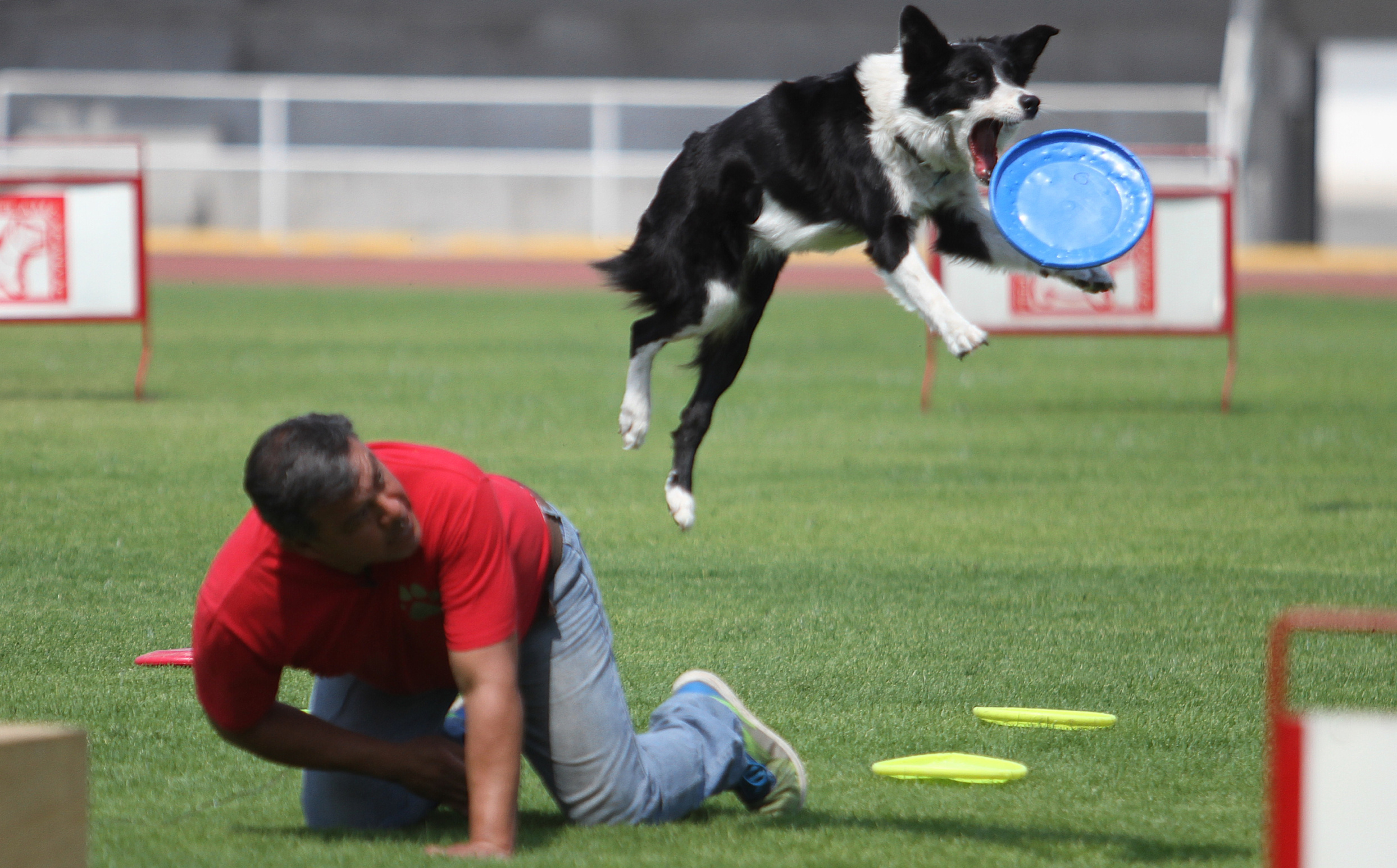 Unidad Canina de la Policía Federal celebra tres décadas de servicio - 90416047