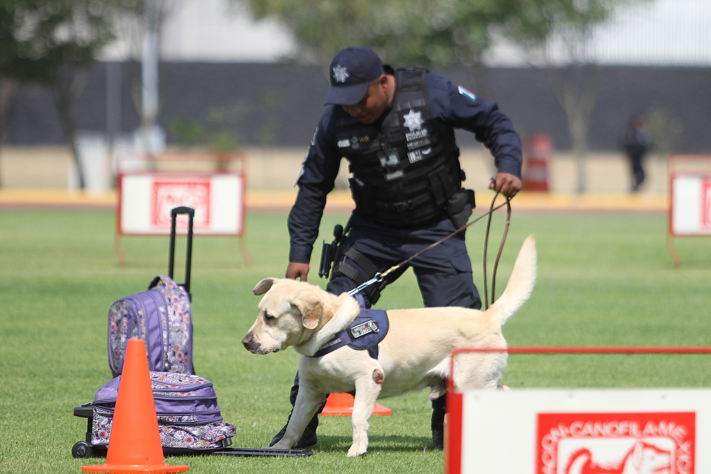 Unidad Canina de la Policía Federal celebra tres décadas de servicio - 90416053