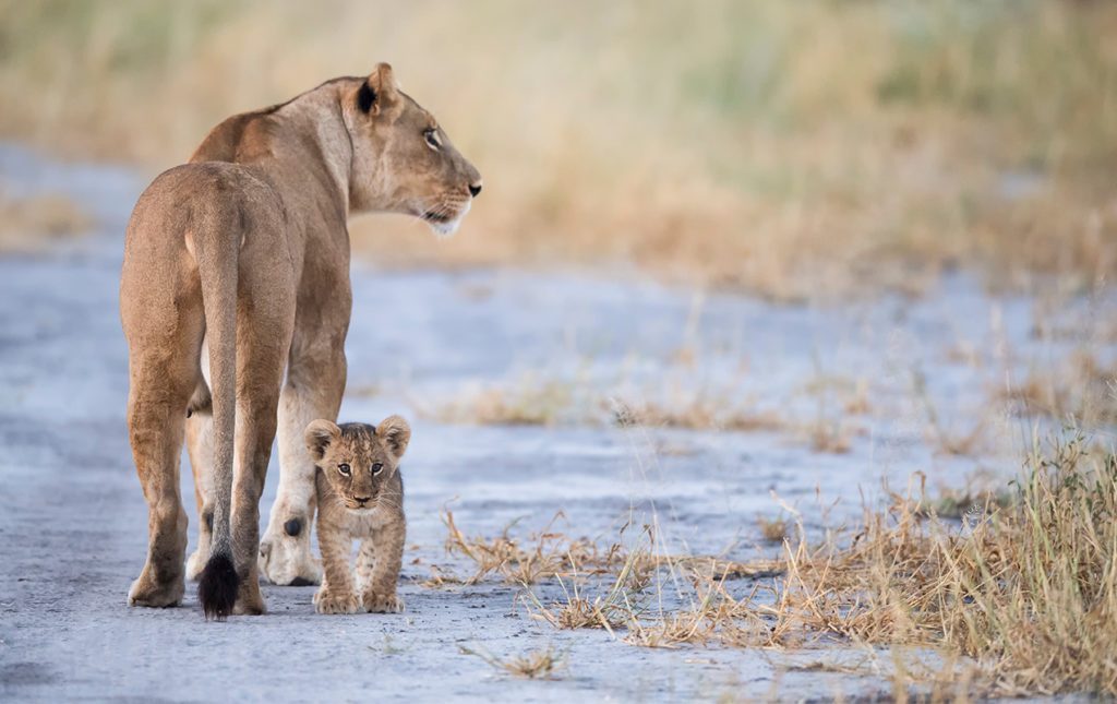 Un recorrido por África - abu-camp