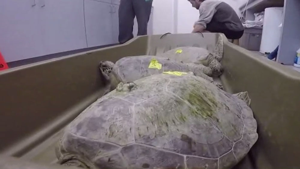 Encuentran cientos de animales muertos en Texas