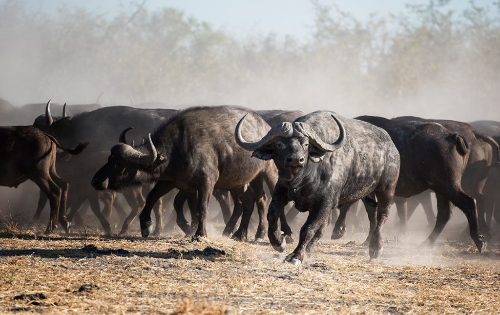 Un recorrido por África - antilopes