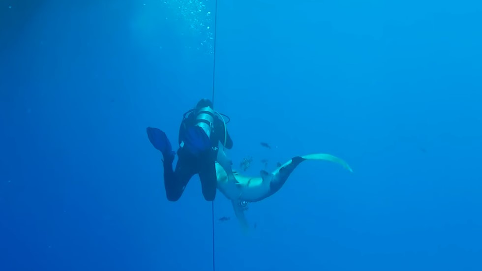 #Video Tiburón ataca a buzo en costa de Egipto