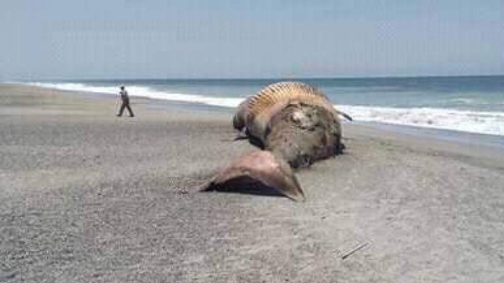 Ballena aparece muerta en costas de Oaxaca