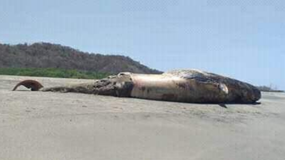 Ballena aparece muerta en costas de Oaxaca - ballena-aparece-muerta-playa-oaxaca-3