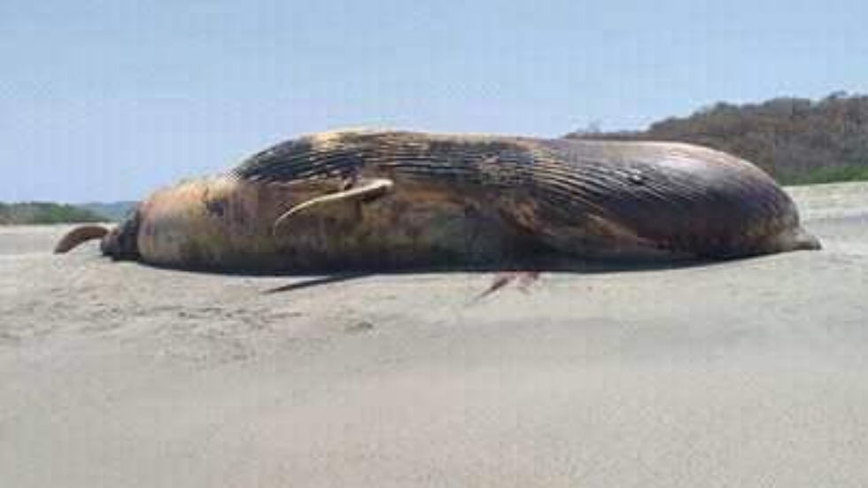 Ballena aparece muerta en costas de Oaxaca - ballena-aparece-muerta-playa-oaxaca