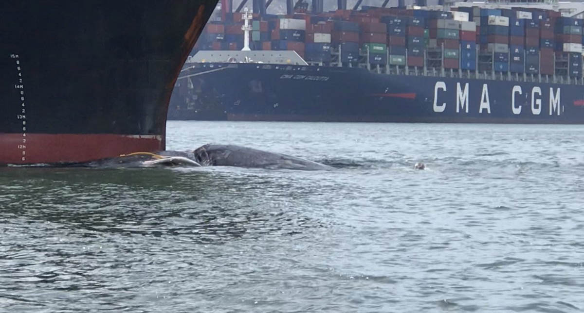 Barco arrastra cadáver de ballena hasta puerto en Manzanillo, Colima - ballena-barco-manzanillo-colima-puerto-2